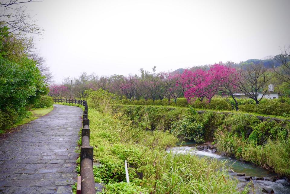 三生步道花況開滿五成