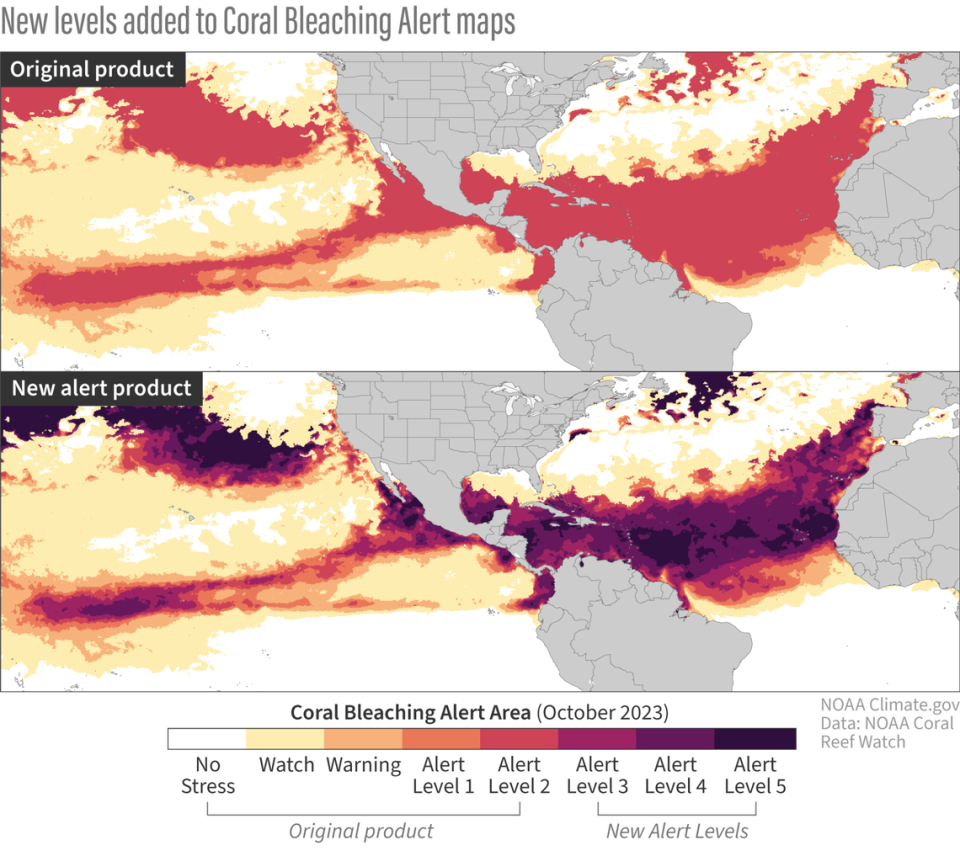 La ola de calor marino del verano de 2023 fue tan grave que llevó a la NOAA a añadir nuevos colores a su gráfico de proyección de la gravedad de un episodio de blanqueamiento. La nueva categoría superior, el nivel de alerta cinco, representa un riesgo de "mortalidad casi total" para los corales locales.