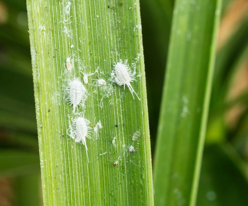 mealybugs