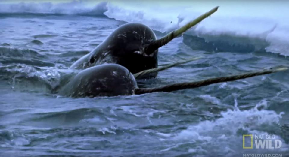 Several Narwhal.