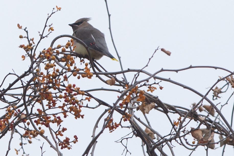 A cedar waxwing is seen during Topeka Audubon Society's monthly bird walk Saturday on the Orville O. Rice Memorial Nature Trail at Shunga Creek.