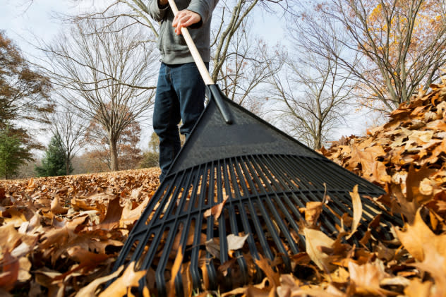 Raking leaves