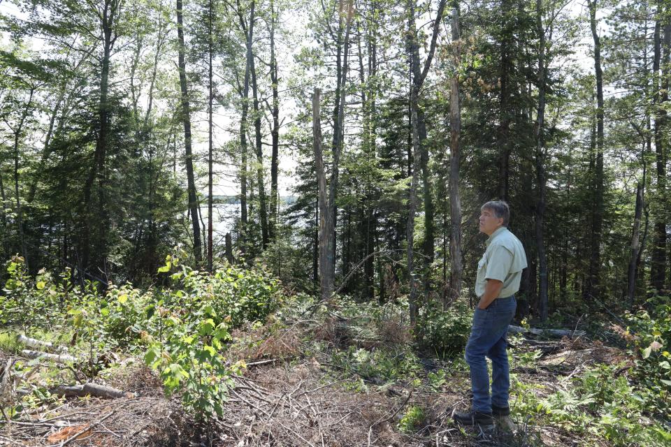 John Schwarzmann, a retired Wisconsin state forester, walks through the Northern Highland-American Legion State Forest near the shoreline of Upper Gresham Lake in Vilas County.