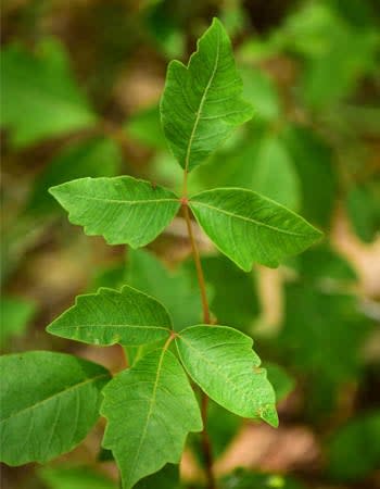 A close up of poison ivy leaves.