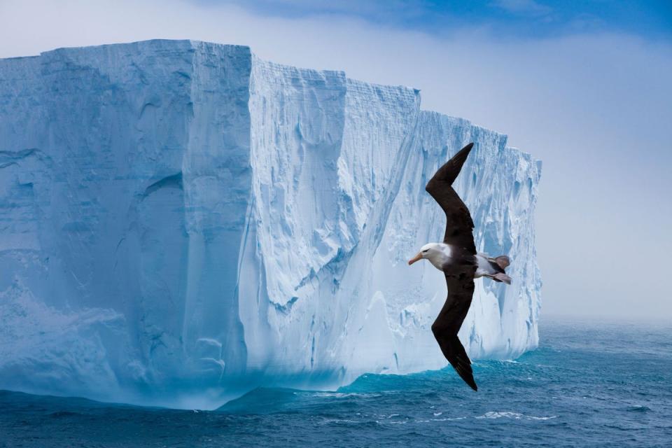 A Black-browed albatross flying past (Alamy Stock Photo)