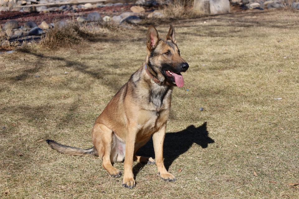 Orion, a human remains detection canine, waits for his turn to play during a training session at Aztec's Trinity K9 Search and Rescue.