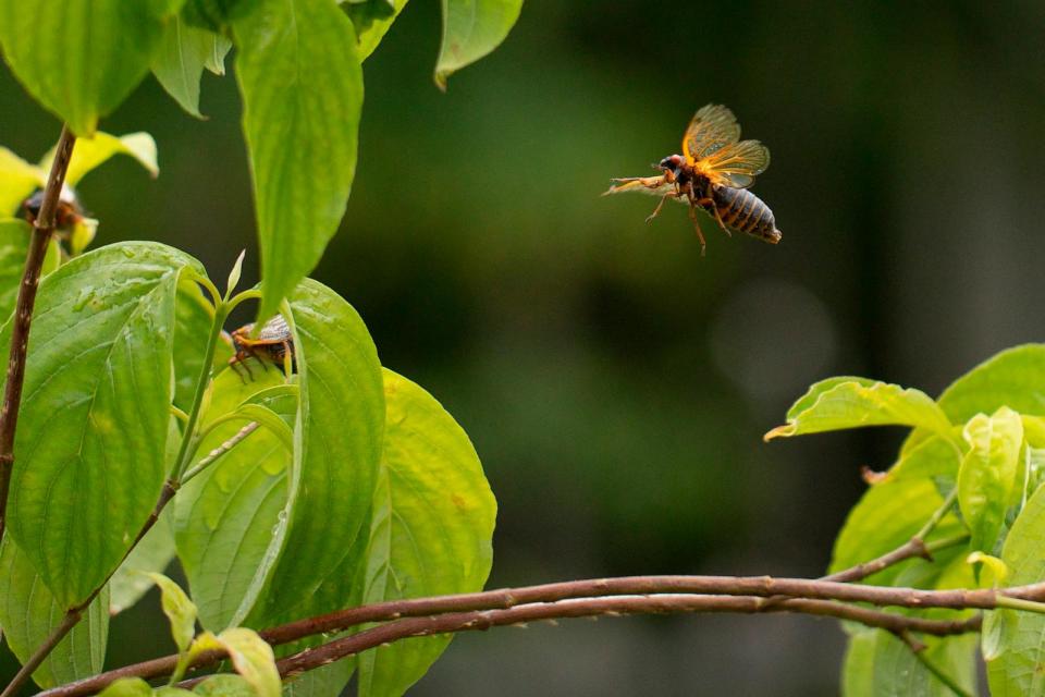 PHOTO: A periodical cicada, June 3, 2021, in Columbia, Md. (Chip Somodevilla/Getty Images)