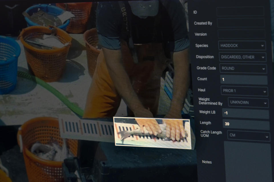 This image of a computer screen shows video footage being analyzed of a New England offshore fisherman measuring a fish, on Wednesday, July 6, 2022, in Portland, Maine, The video was made by a camera mounted on a fishing boat. Analysts review the footage in a lab to monitor compliance with regulations aimed at protecting dwindling fish stocks. (AP Photo/Robert F. Bukaty)