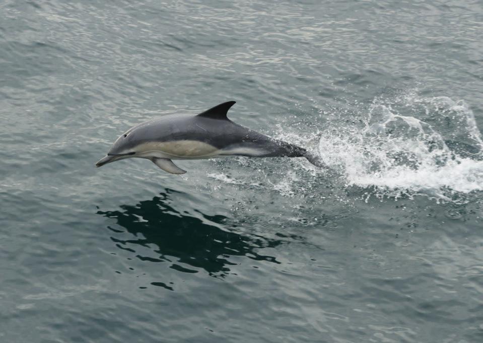 Dolphins are among the marine mammals at risk from the inconsistent research approaches (Yui Mok/PA) (PA Archive)