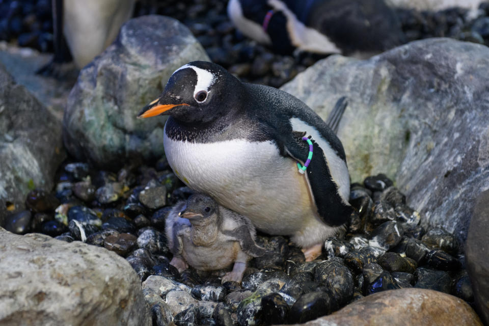 Penguins at Sea Life London Aquarium