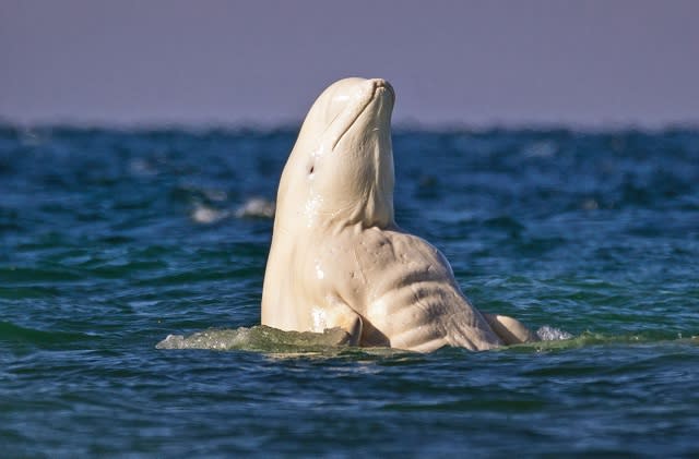 beluga whale dancing