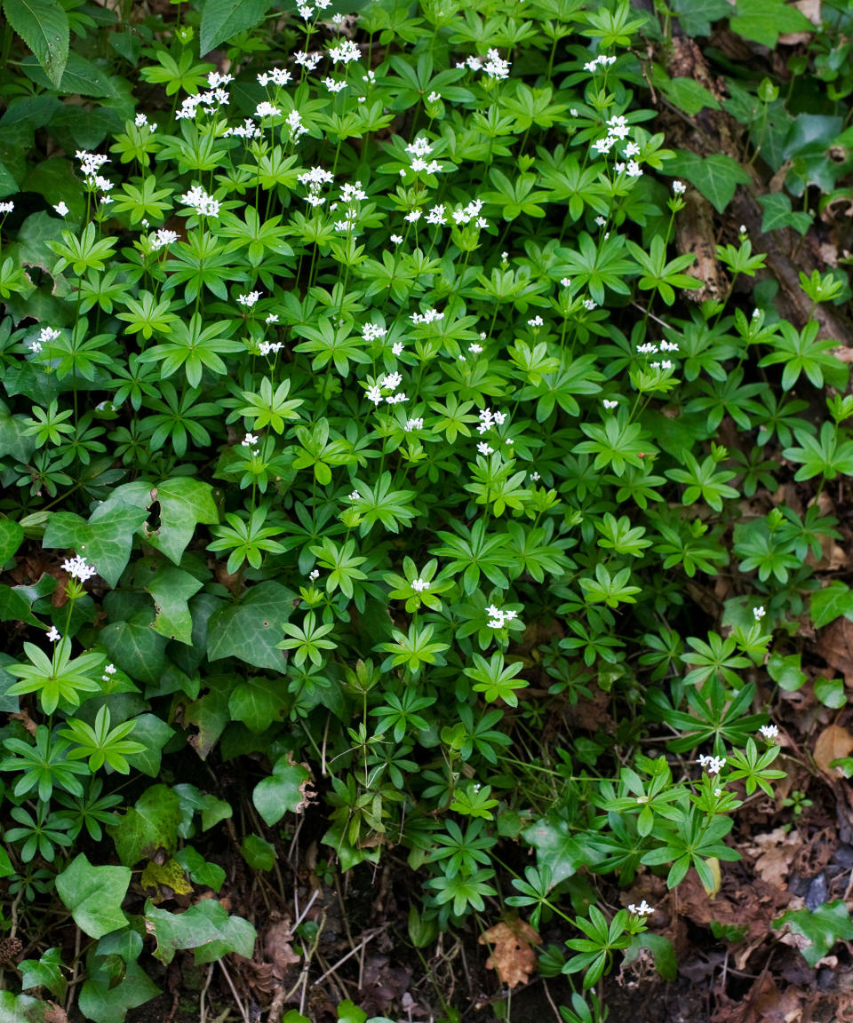 Sweet Woodruff ground cover plant