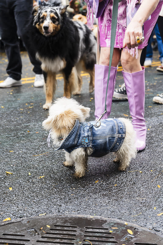 21 Funniest Dog Costumes Ever – InspireMore