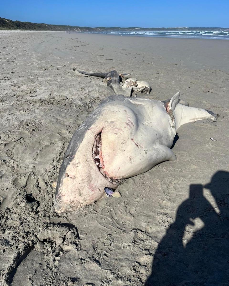 Ben Johnstone went to inspect the shark’s remains after they were found by residents (Ben Johnstone)