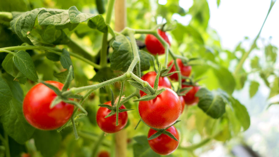 When to plant tomatoes: Red, ripe tomatoes growing on the vine