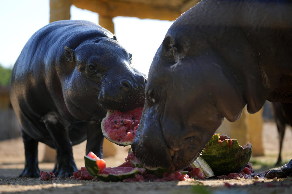 Lizzy, left, and Jamal, pygmy hippopotamus eat chilled water melons at the Attica Zoological Park in Spata suburb, eastern Athens, Friday, Aug. 4, 2023. A large number of animals being fed frozen meals at the Attica Zoological Park outside the Greek capital Friday, as temperatures around the country touched 40C (104 degrees Fahrenheit) and were set to rise further, in the fourth heat wave in less than a month. (AP Photo/Thanassis Stavrakis)