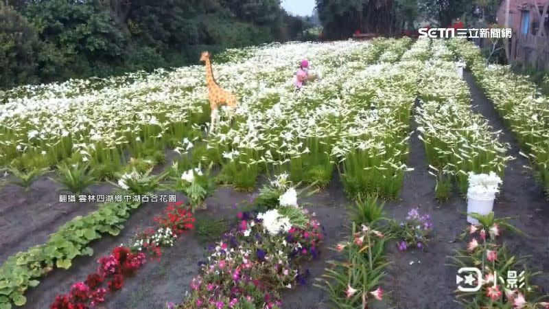 百合花一齊綻放，場面浪漫唯美。（圖／翻攝自雲林四湖鄉中湖百合花園）