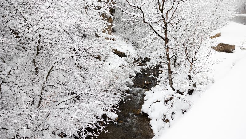 Snow falls around Mill Creek at Mill Creek Canyon in Salt Lake City on April 3, 2023. What will the winter ahead be like?