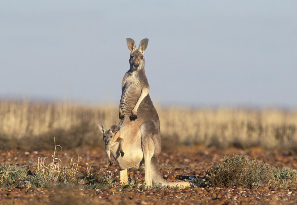 A female red kangaroo with joey in pouch in the outback.