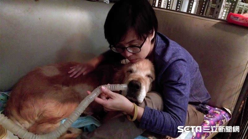從小就愛狗的復健科醫師林文鮮，發現流浪動物遭遇都很悲慘，從此投身救援、照護。（圖／受訪者提供）