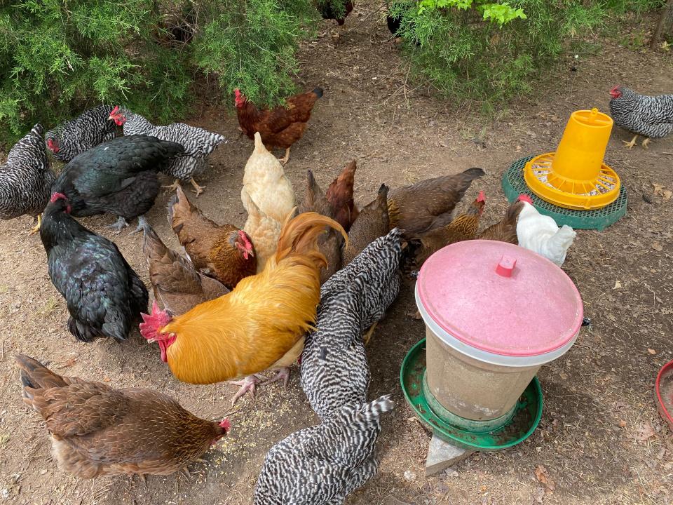 Chickens feeding  at San Felipe Farm, a name inherited from a coffee plantation that Rafael Bravo’s grandmother owned.
