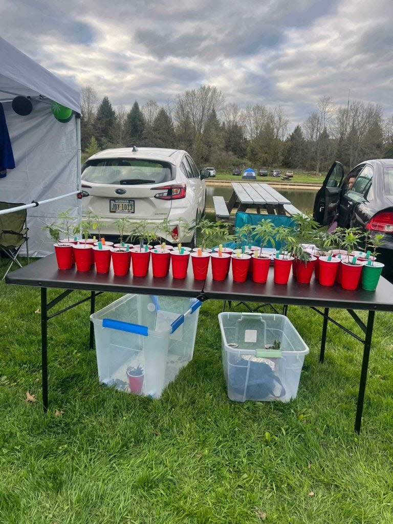 Clones are on display during the Ohio Cannabis farmers market at Kim Tam Park in Springfield Township on April 20, 2024.