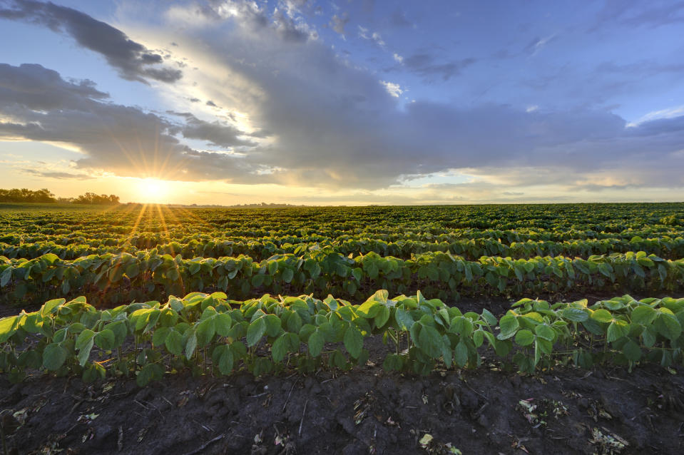 Minnesota soybean field during early morning sunrise