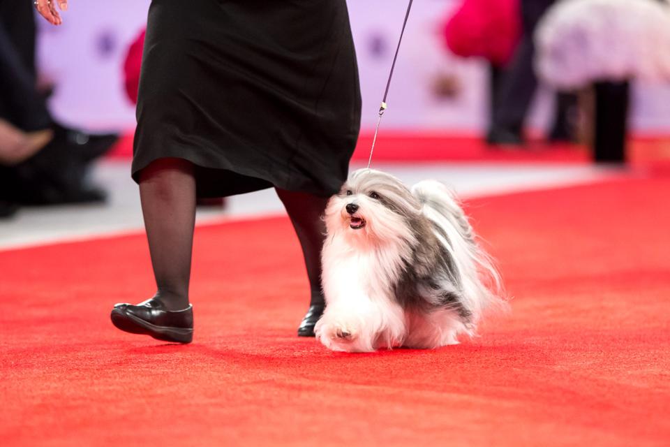 The dog took home the show's top prize after winning the Toy Group earlier in the day.