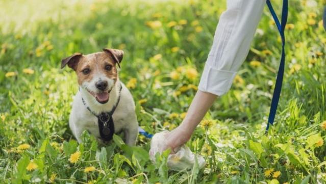 Chewy Shares Petiquette Guide for Modern Dog Owners  