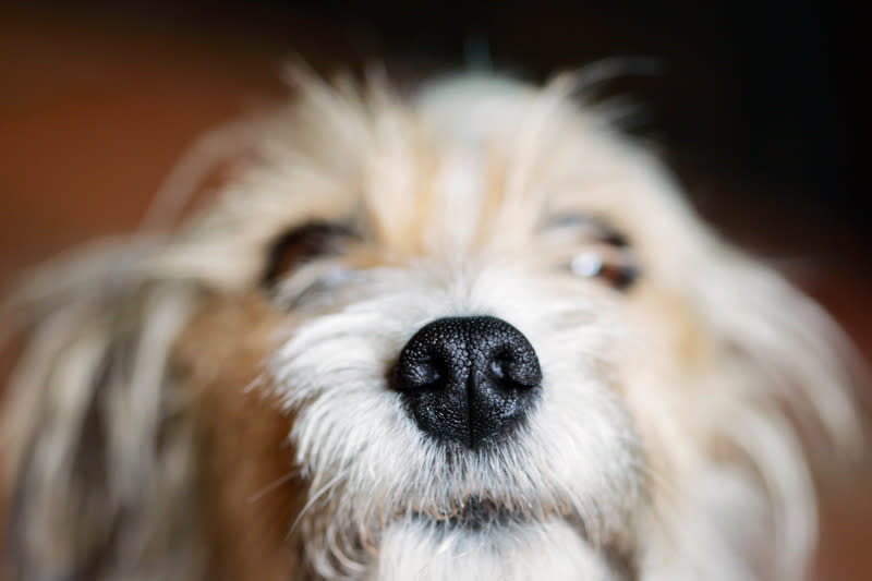 <p>Hunde haben einen hoch entwickelten Geruchssinn, von dem Menschen seit Jahrhunderten profitieren. Seit einigen Jahren wird erfolgreich an einem neuen Einsatzgebiet geforscht. Denn Hunde sind in der Lage, die Krebsdiagnostik zu unterstützen. Die Supernasen reagieren dabei auf bestimmte, für den jeweiligen Krebs charakteristische, chemische Substanzen. (Bild: Getty Images) </p>