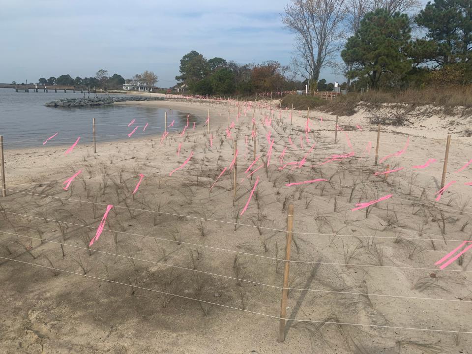 Cove Road in Wicomico County underwent beach restoration efforts including planted marsh grass in 2022.