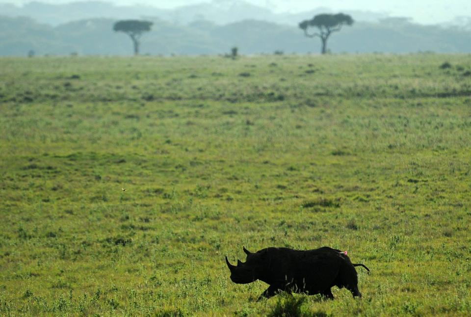 Most of us don't think about rhinos on a daily basis. We're too consumed with