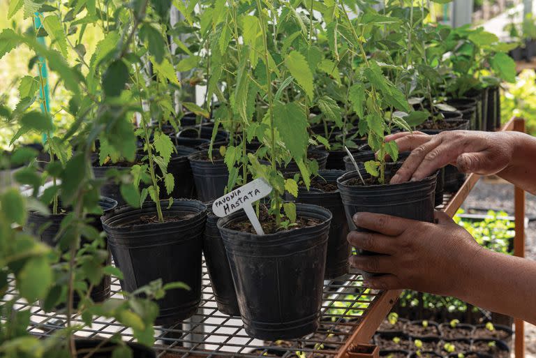 En la Vivera orgánica producen cultivos de huerta y plantines de nativas que atraen mariposas. En la foto, jóvenes ejemplares de la autóctona Pavonia hastata.