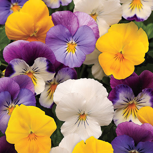 Plentifall Pansies