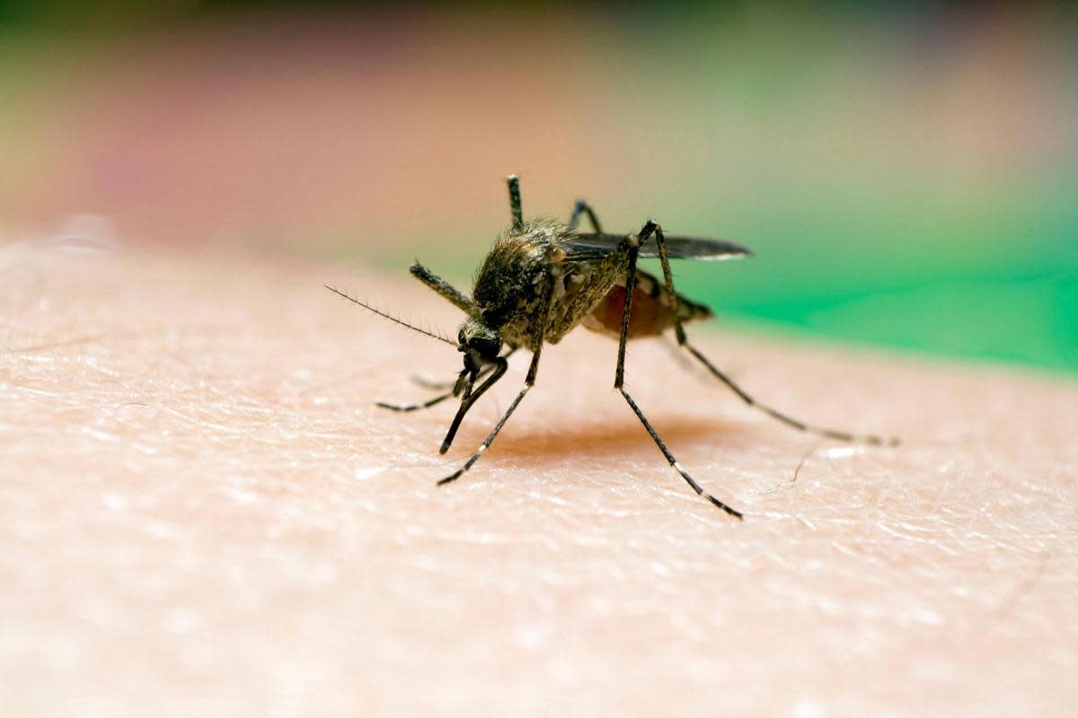 Mosquitoes are expected to thrive after a wet and warm winter <i>(Image: Alamy/PA)</i>