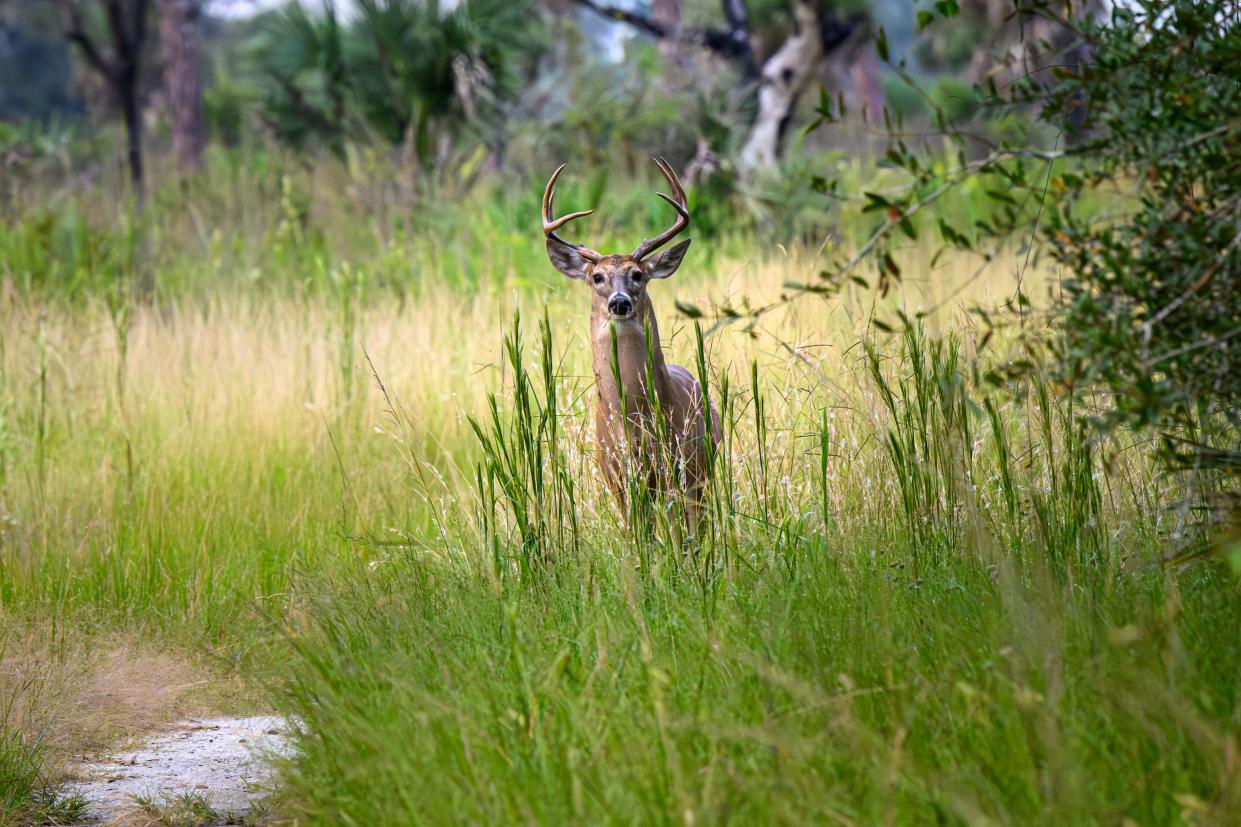 White-tailed deer are common in the backcountry of Myakka River State Park.