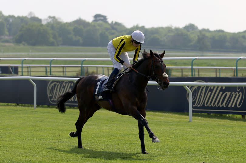 Ambiente Friendly, ridden by jockey Callum Shepherd, on the way to winning the William Hill Lingfield Derby Trial Stakes at Lingfield Park Racecourse on Saturday, May 11 2024 - the three-year-old colt is now as low as 10-1 with some bookmakers to follow up in the Betfred Derby at Epsom on Saturday, June 1 2024