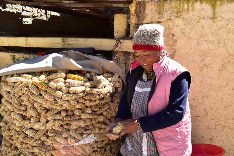 María Francisca González desgrana una mazorca de maíz amarillo.