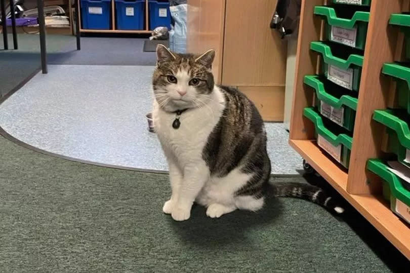 Cilla, the cute cat who has been helping to calm the nerves of pupils during SATS week