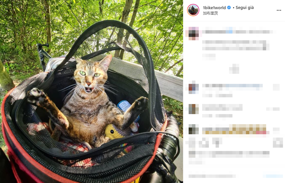 Nala, così Dean ha deciso di chiamare la gattina abbandonata diventata sua compagna di viaggio, ha girato il mondo dentro il cestino della bicicletta. La coppia ha percorso insieme più di 16mila chilometri con Nala che si è avventurata in funivia e si è persino divertita a fare kayak.