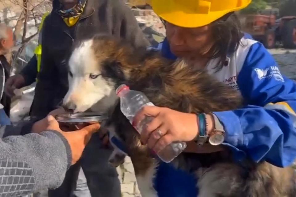 Le chien Aleks a survécu à 23 jours passés sous les décombres après les séismes en Turquie. - AFP