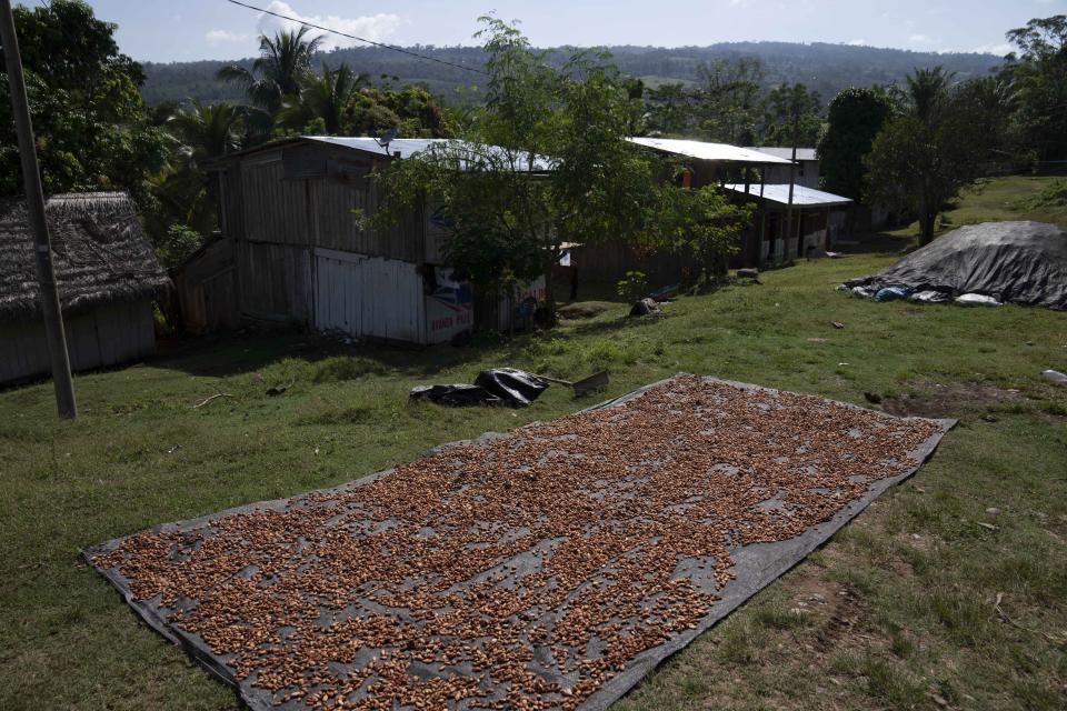 Cacao dries in the sun in the Chambira community, in Peru's Amazon, Wednesday, Oct. 5, 2022. Residents in Kichwa Indigenous villages in Peru say they fell into poverty after the government turned their ancestral forest into a national park, banned hunting and sold forest carbon credits to oil companies. (AP Photo/Martin Mejia)