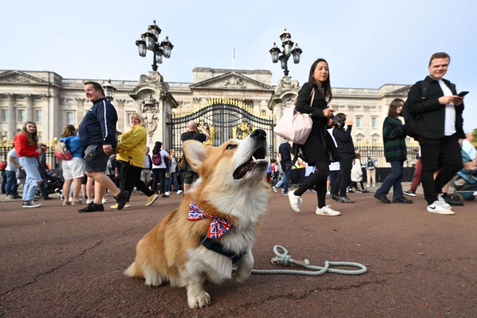 A corgi dog sits outside of Buckingham Palace in London on September 11, 2022, three days after her Majesty's death.  / Credit: SEBASTIEN BOZON/AFP via Getty Images