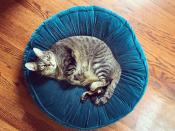 <p>We take it back: Cats look really, really cute on their own little beds. Like unbelievably cute. </p>