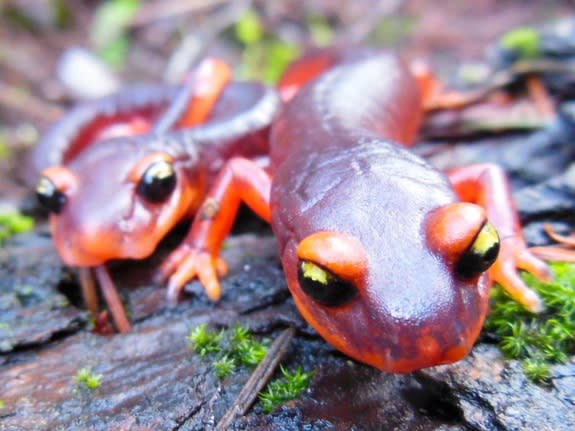 Two Ensatina salamanders (<em>Ensatina eschscholtzii</em>), a species native to the West Coast of the United States. These salamanders are likely vulnerable to a horrific new chytrid fungus that has spread from Asia to Europe and now threatens