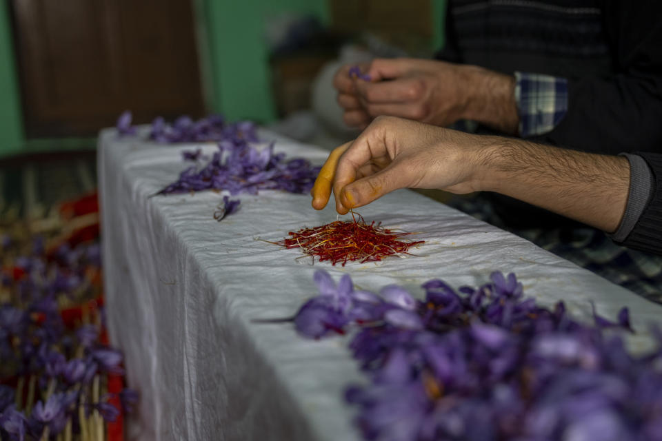 Kashmiri men remove the stigma of crocus flowers cultivated inside their house, in Shaar-i-Shalli village, south of Srinagar, Indian controlled Kashmir, on Oct. 30, 2022. As climate change impacts the production of prized saffron in Indian-controlled Kashmir, scientists are shifting to a largely new technique for growing one of the world’s most expensive spices in the Himalayan region: indoor cultivation. Results in laboratory settings have been promising, experts say, and the method has been shared with over a dozen traditional growers. (AP Photo/Dar Yasin)