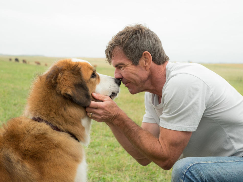 "A Dog's Purpose" and other movies that pet lovers should not miss!