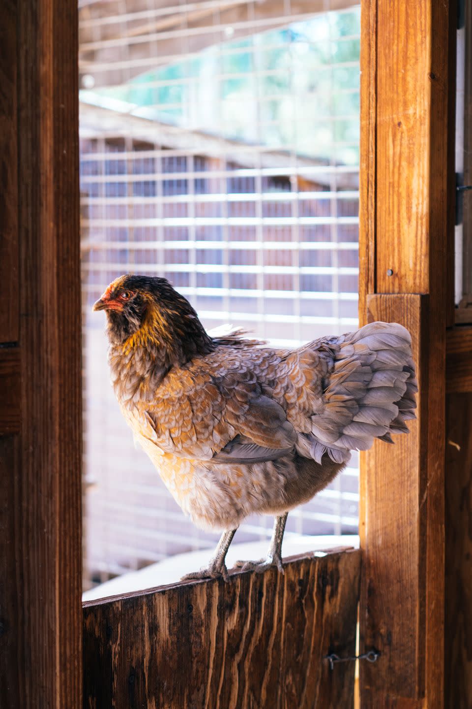 Alektorophobia: Fear of Chickens