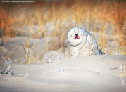 A snowy owl pulls a cute pose as he perches in the sand at Jones Beach, Long Island. (Vicki Jauron/Comedy Wildlife Photo Awards 2019)