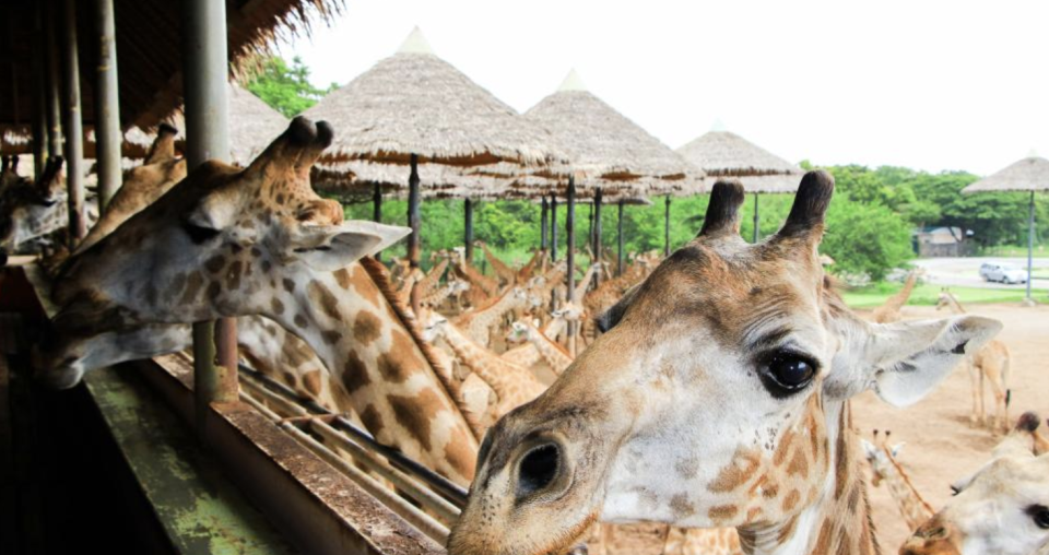 泰國旅遊｜曼谷野生動物園Safari World包車一日遊優惠！每位最平$374、酒店接送直達園區玩樂